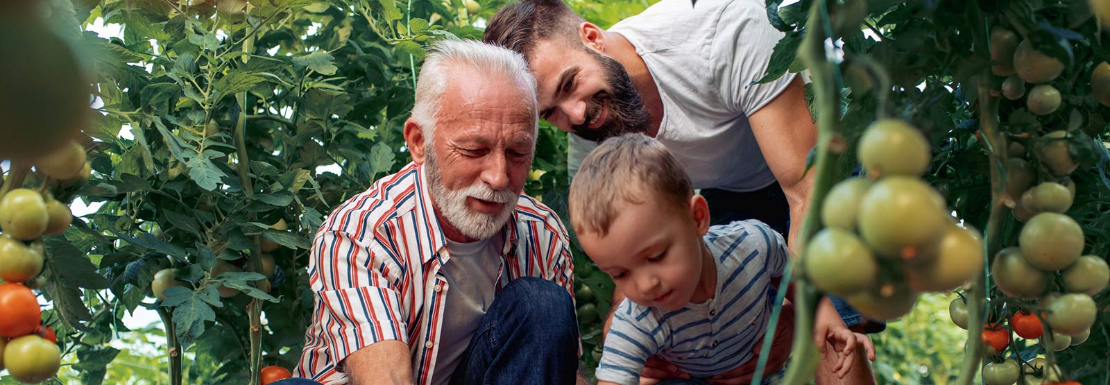 Three generations picking tomatoes in their garden.